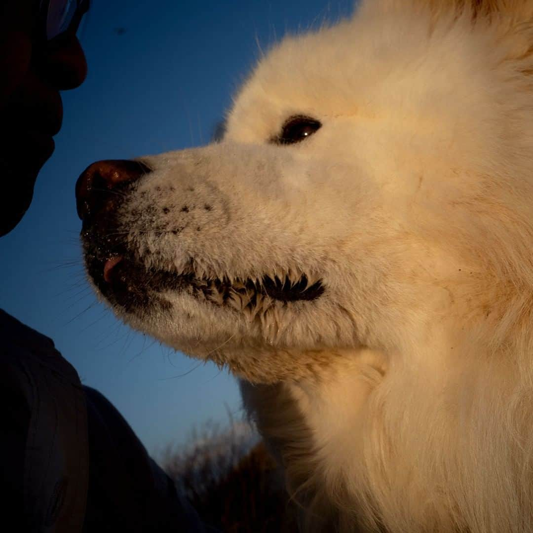 わさおさんのインスタグラム写真 - (わさおInstagram)「わさおと青空、しかも過去の今日の日付という縛りで昔の写真をブラウズしてたら、あれ？こんなの撮ったっけ？っていう、自分でも意外な一枚が。  2019年の今日、撮影。 わさおとわさお公式・中の人。  #busakawa #longhair #longcoat #akita #akitainu #dog #wasao #wasao_recollection #ぶさかわ #長毛 #秋田犬 #わさお #わさお追憶 #wasaomemorial」10月14日 19時35分 - wasao_official