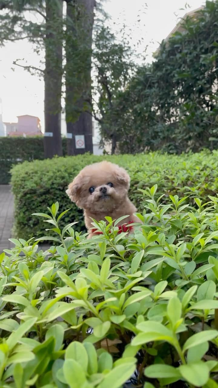 ふわのインスタグラム：「飛び出すふわです。  #toypoodle#toypoodlegram#dogsofinstagram#instadog#doglover#doglife#cutedog#dog#fuwamama#ふわもこのふわ#ふわ#トイプードル#ふわもこ部#犬バカ部#親バカ部#犬のいる暮らし#いぬすたぐらむ」