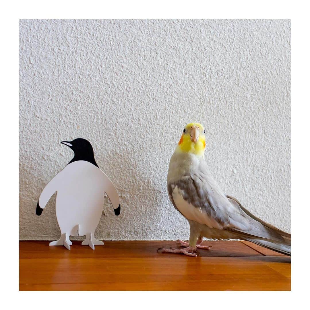 のインスタグラム：「best photo  http://www.ryoichisakai.com  #オカメインコ #ぽぃちゃん  ©︎ryoichisakai」