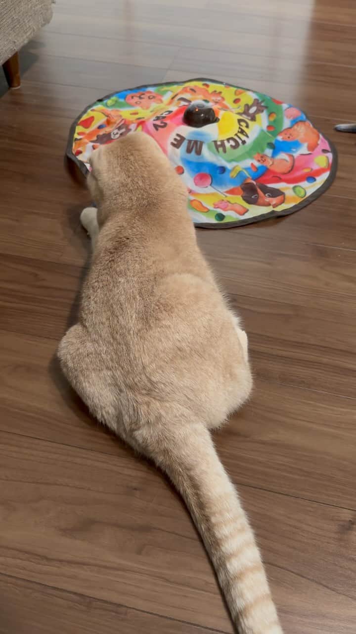 のインスタグラム：「金太が地味ーに遊んで、それを背後から狙うすずちゃん🌀 . . . #ねこ動画　#ねこすたぐらむ #ねこのいる暮らし #catoftheday」