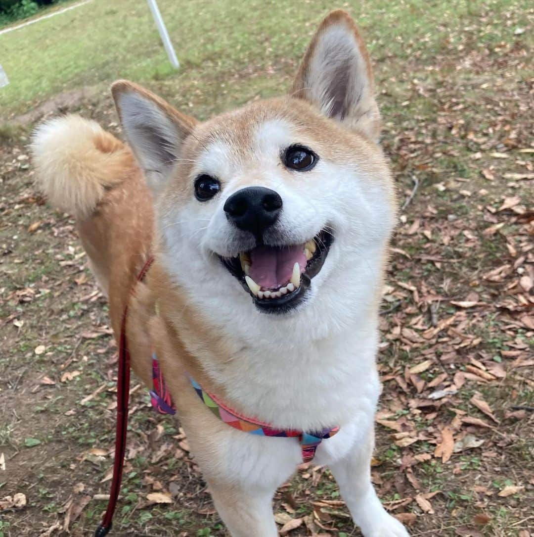 ゆもこさんのインスタグラム写真 - (ゆもこInstagram)「「へへへー！今日はひよりのお誕生日だよ！」 happy birthdayひより！🥳 本日ひより10歳になりました！ まだまだ若く見えるけど、色々と気をつけなければならない年齢に…💦 健康を第一に、これからも元気いっぱいなひよりでいてね☺️ 楽しい1年になりますように💕 これからも見守っていただけたら嬉しいです🥰 #お誕生日 #happybirthday  ※ ※ ※ #dogsofinstagram #日本犬 #柴犬 #柴 #赤柴 #shiba #犬バカ部 #ふわもこ部 #柴犬マニア #しば #shibadog #sibainu #ひより日和 #柴女子 #shibagram #worldofcutepets #cutedog #doglover #shibastagram #いぬら部 #柴犬ひより #peco犬部 #いぬのきもち」10月14日 20時15分 - yumohiyo