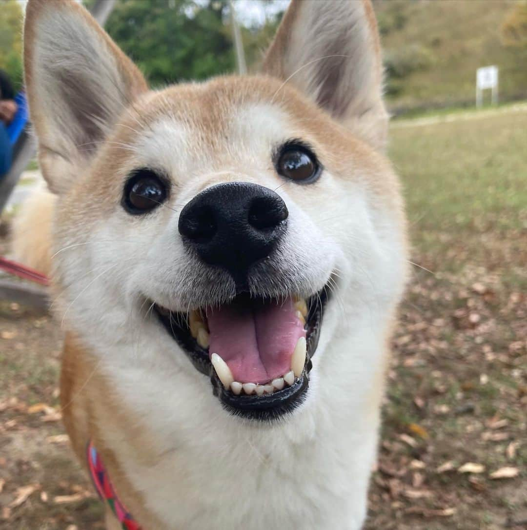 ゆもこのインスタグラム：「「へへへー！今日はひよりのお誕生日だよ！」 happy birthdayひより！🥳 本日ひより10歳になりました！ まだまだ若く見えるけど、色々と気をつけなければならない年齢に…💦 健康を第一に、これからも元気いっぱいなひよりでいてね☺️ 楽しい1年になりますように💕 これからも見守っていただけたら嬉しいです🥰 #お誕生日 #happybirthday  ※ ※ ※ #dogsofinstagram #日本犬 #柴犬 #柴 #赤柴 #shiba #犬バカ部 #ふわもこ部 #柴犬マニア #しば #shibadog #sibainu #ひより日和 #柴女子 #shibagram #worldofcutepets #cutedog #doglover #shibastagram #いぬら部 #柴犬ひより #peco犬部 #いぬのきもち」