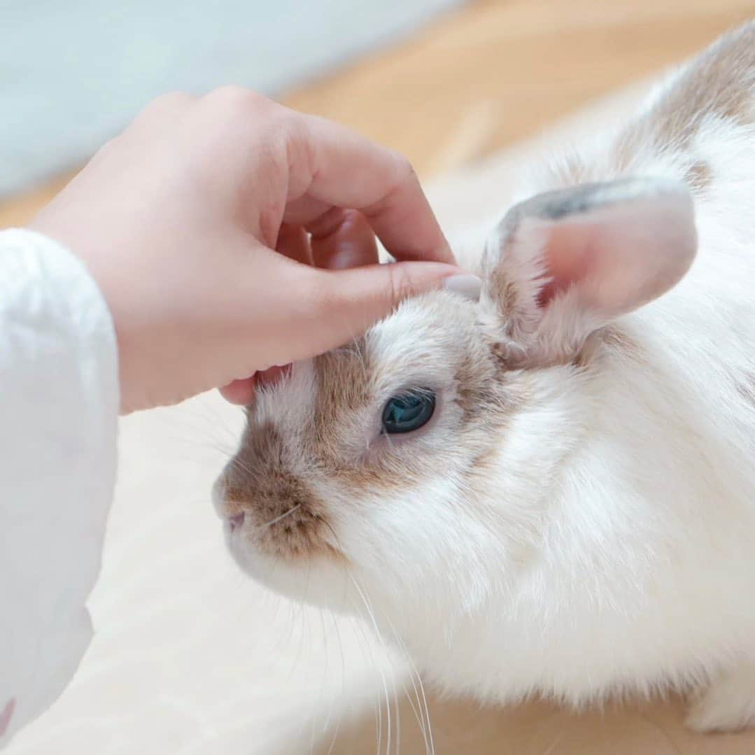 usagraphのインスタグラム：「撫でてるとうっかりおみみがピンとしちゃう☺️ ＊ ＊ ＊ #うさぎ #rabbit #bunny #アニマル写真部　＃instabunnies #igersjp  #tokyocameraclub #東京カメラ部  #bunnystagram  #うさぎ部 #ホーランドロップ #hollandlop  #ファインダー越しの私の世界  #photooftheda」