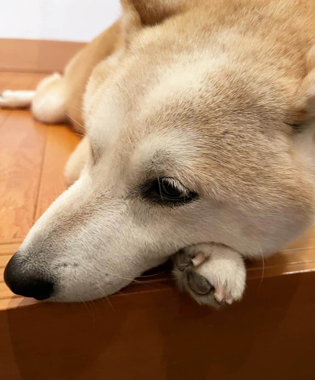 千秋のインスタグラム：「うちの犬🐕 うんともすんとも言わない、おとなしい  #shibainu #柴犬」