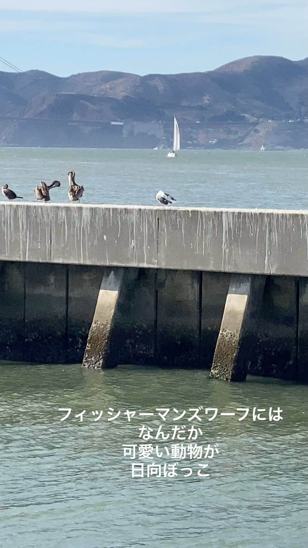長与千種のインスタグラム：「・ 皆んな仲良く太陽が降り注ぐ 方向をむいています。 ・ すぐ近くにいるのに 共存してる✨ 素敵だ！  #フィッシャーマンズワーフ #サンフランシスコ #共存　#ひたなぼっこ」