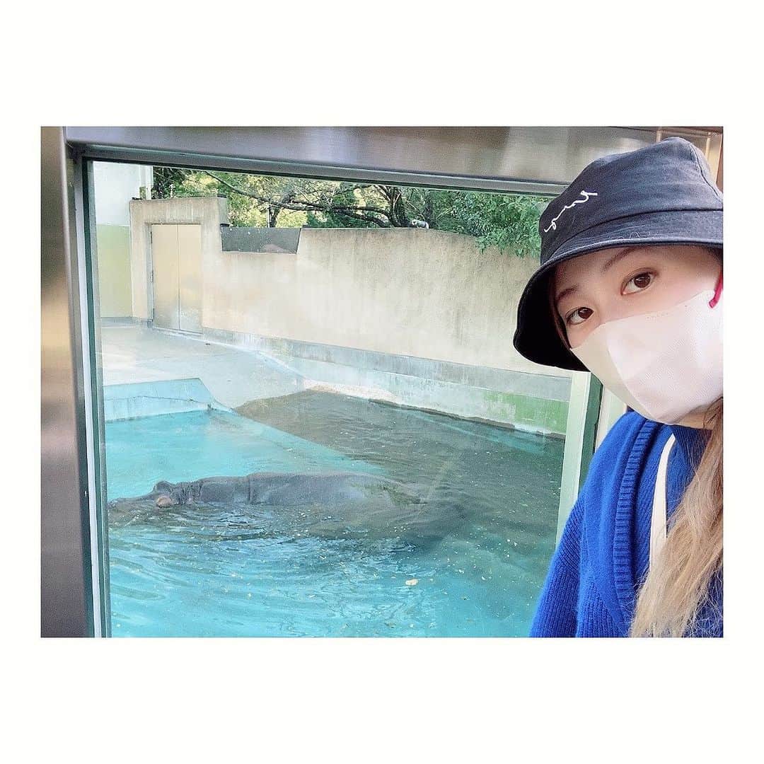夢月せらのインスタグラム：「大好きなカバ🦛に会いたくて。  福岡市動植物園に行ってきましたっ！ いつぶりか分からない動物園。入口から1番遠いとこで待ってるカバに会いに一目散に向かい、気付けば30分以上カバを眺めてました笑  20分くらいはずぅっと水の中で動かずだったタローくん。 それでもじゅうぶん可愛かったけど、急に動き出して泳ぎまくったり急に脱力して沈んでみたりもう癒しすぎました😍😍😍  福岡にいるカバのタローくん🦛(27歳♂)に会う夢が叶ったので、次は関東のカバを巡りたいな〜 でもタローくんにもまた会いに来るー🥰🥰🥰  おまけの虎のカイくん🐯   #カバ  #hippo」