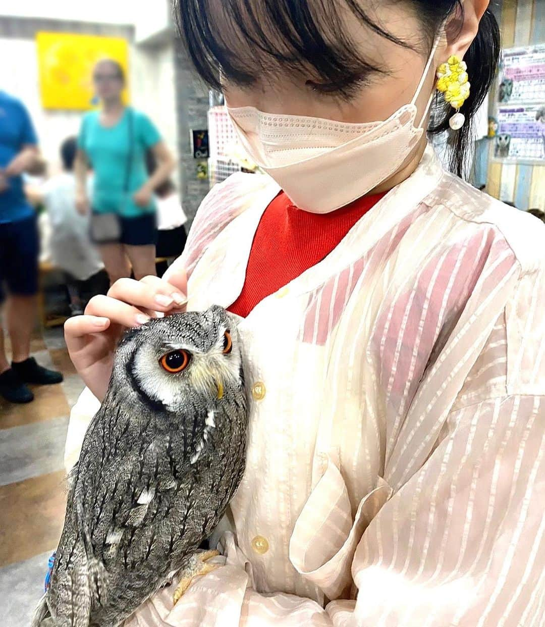 伊藤かな恵さんのインスタグラム写真 - (伊藤かな恵Instagram)「フクロウハ好キデスカ？？  みのりちゃんがふくろうと一緒にいると、 あうるとタテジマみたい♪♪  #廣瀬千夏 ちゃんと #藤寺美徳 ちゃんと #あうるぱーく  ふくろうカフェに行ってきました★ ハリネズミもいるのよ(*´꒳`*)  ウインクしてるように見える子たち、 可愛かったー！ いや！どの子も可愛かったー！！(๑˃̵ᴗ˂̵)  初めてのふくろうカフェ♪ あっという間の時間でした(●´ω｀●)  #ふくろうかわゆ #色んな種類がいるのよ #触れ合った事ある　？？ #伊藤かな恵」10月14日 20時54分 - kanae_1126_ito