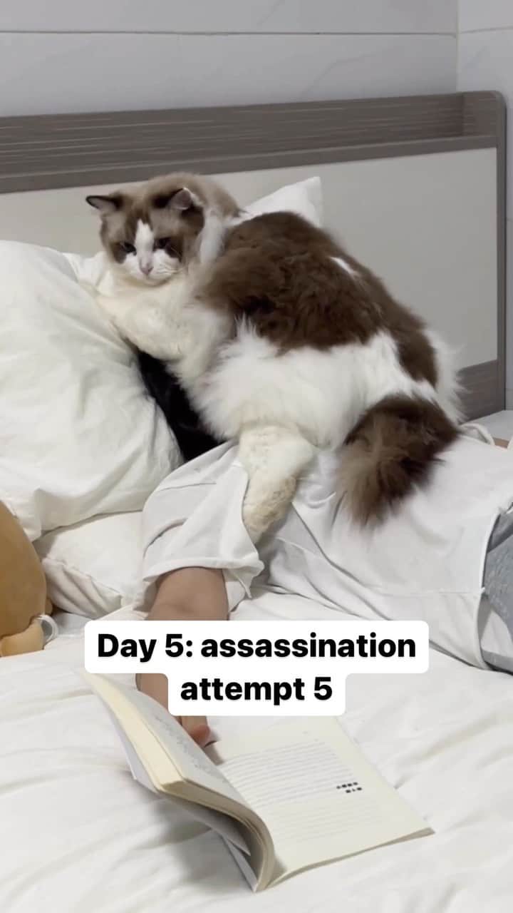 Cute Pets Dogs Catsのインスタグラム：「Day 5: assassination attempt 5  Credit: adorable @猪咪小布丁丁呀 | DY ** For all crediting issues and removals pls 𝐄𝐦𝐚𝐢𝐥 𝐮𝐬 ☺️  𝐍𝐨𝐭𝐞: we don’t own this video/pics, all rights go to their respective owners. If owner is not provided, tagged (meaning we couldn’t find who is the owner), 𝐩𝐥𝐬 𝐄𝐦𝐚𝐢𝐥 𝐮𝐬 with 𝐬𝐮𝐛𝐣𝐞𝐜𝐭 “𝐂𝐫𝐞𝐝𝐢𝐭 𝐈𝐬𝐬𝐮𝐞𝐬” and 𝐨𝐰𝐧𝐞𝐫 𝐰𝐢𝐥𝐥 𝐛𝐞 𝐭𝐚𝐠𝐠𝐞𝐝 𝐬𝐡𝐨𝐫𝐭𝐥𝐲 𝐚𝐟𝐭𝐞𝐫.  We have been building this community for over 6 years, but 𝐞𝐯𝐞𝐫𝐲 𝐫𝐞𝐩𝐨𝐫𝐭 𝐜𝐨𝐮𝐥𝐝 𝐠𝐞𝐭 𝐨𝐮𝐫 𝐩𝐚𝐠𝐞 𝐝𝐞𝐥𝐞𝐭𝐞𝐝, pls email us first. **」