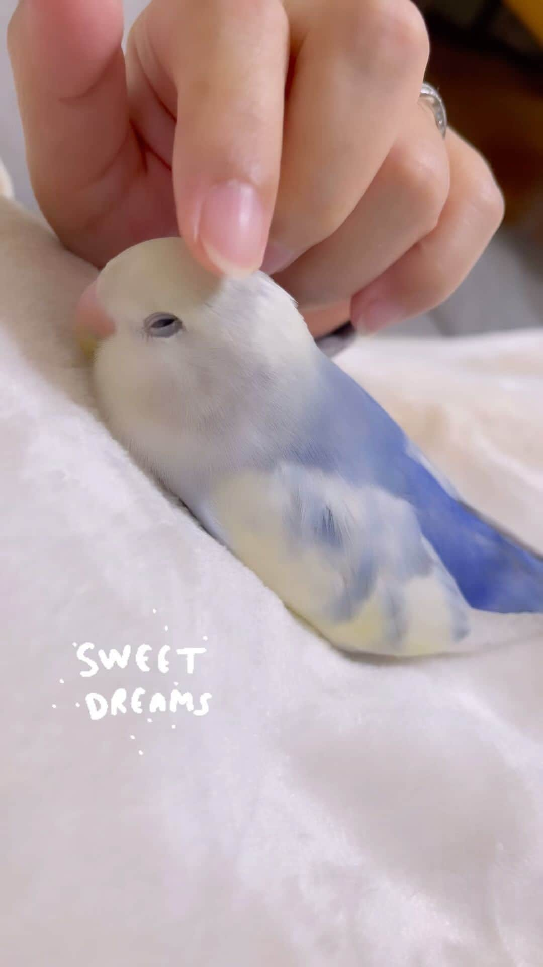 SAORIのインスタグラム：「Good night, Rin🐣💙 * * なでなでとトントン どっちが好きかな〜 おやすみ、りん🐣💙 * * #インコ #コザクラ #コザクラインコ #小鳥 #peachfacedlovebird #agapornis #lovebird #bird #parakeet #weeklyfluff #Sittich  #perruche #잉꼬 #papagei #papagaio #papağan」