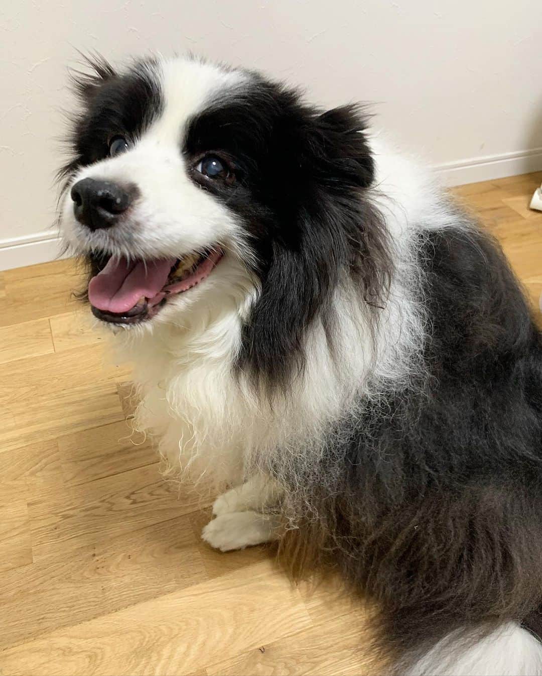 犬バカ部宣伝部長のインスタグラム：「夜に降る雨は好きです🐼❤️ 雨音聴きながら寝るのが良い〜⤴︎ あ。もちろん横にはモコモコそらちゃん付きで🖐️🤣 ⁡ #犬バカ部 #bordercollie #ボーダーコリー #dog #犬 #白黒 #そら #ふにゃボダ部 #ボダ娘」