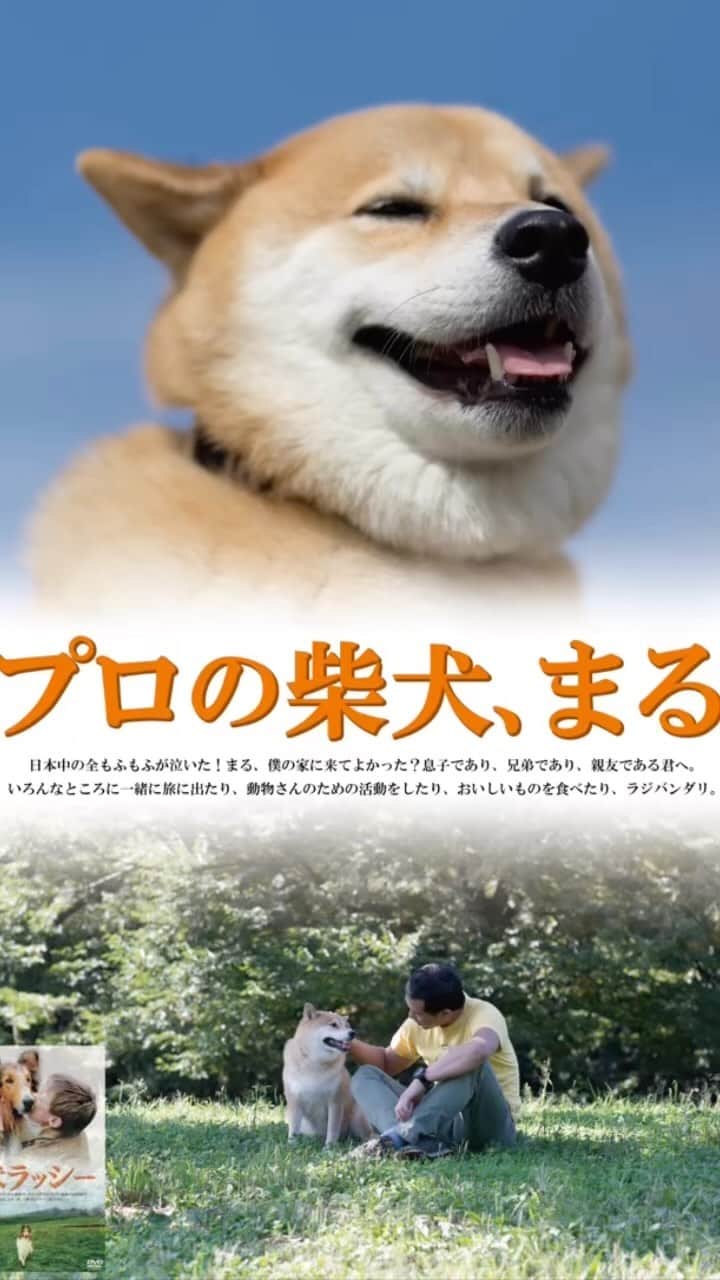 まる（まるたろう）のインスタグラム：「かっちょいいポスター作ってもらったよ〜  #柴犬まるアート展 #大阪やし #こっちも笑い取りにいく #本気度 #実物見に来てや #4日のみの限定公開」