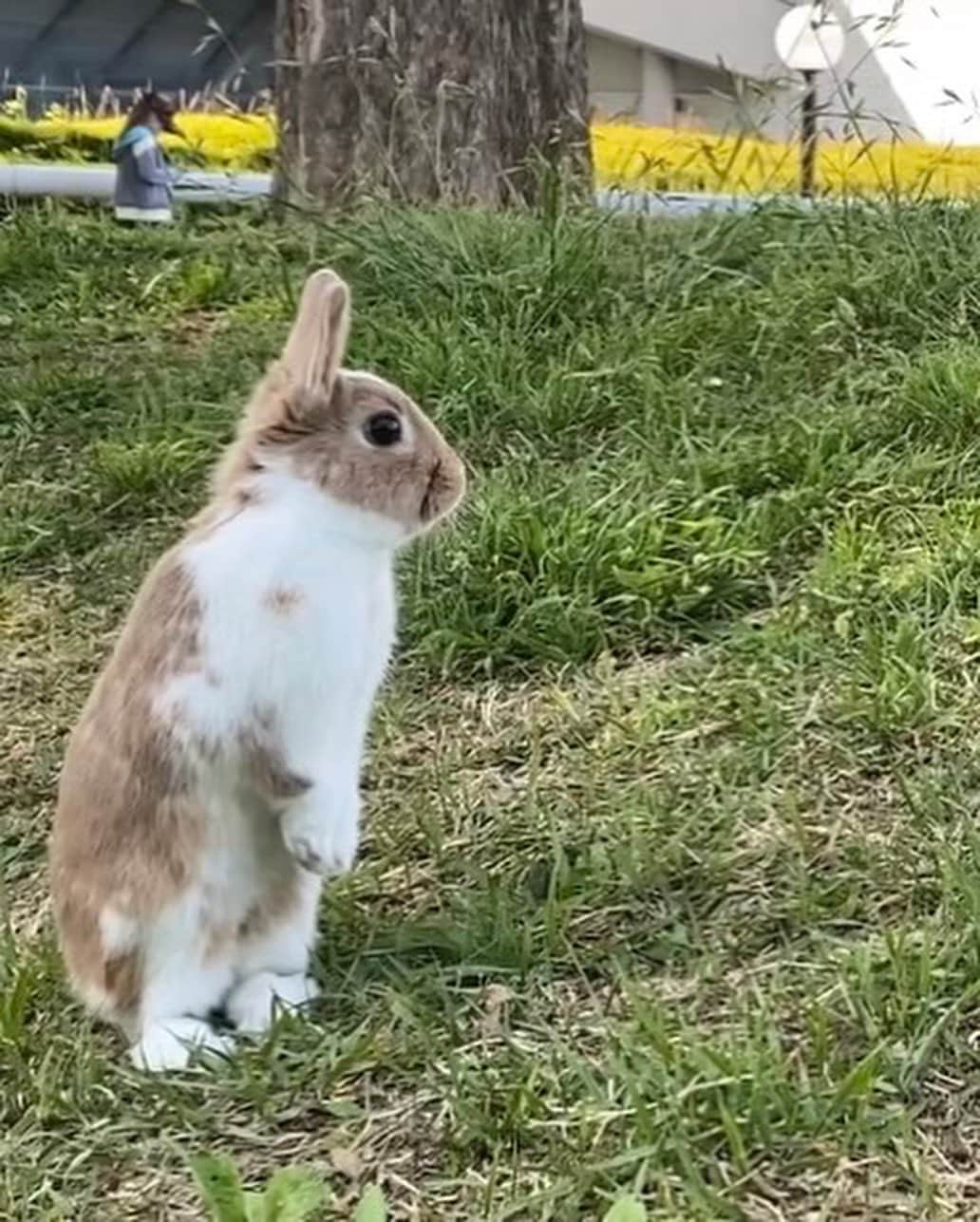 津島衣里さんのインスタグラム写真 - (津島衣里Instagram)「私は31歳、らぶは1歳になりました🐰💕 私とらぶは10/13で誕生日がいっしょ🎂♡♡  #disney #disneysea #Birthday #1013 #らぶ」10月14日 21時54分 - eritsushima_official