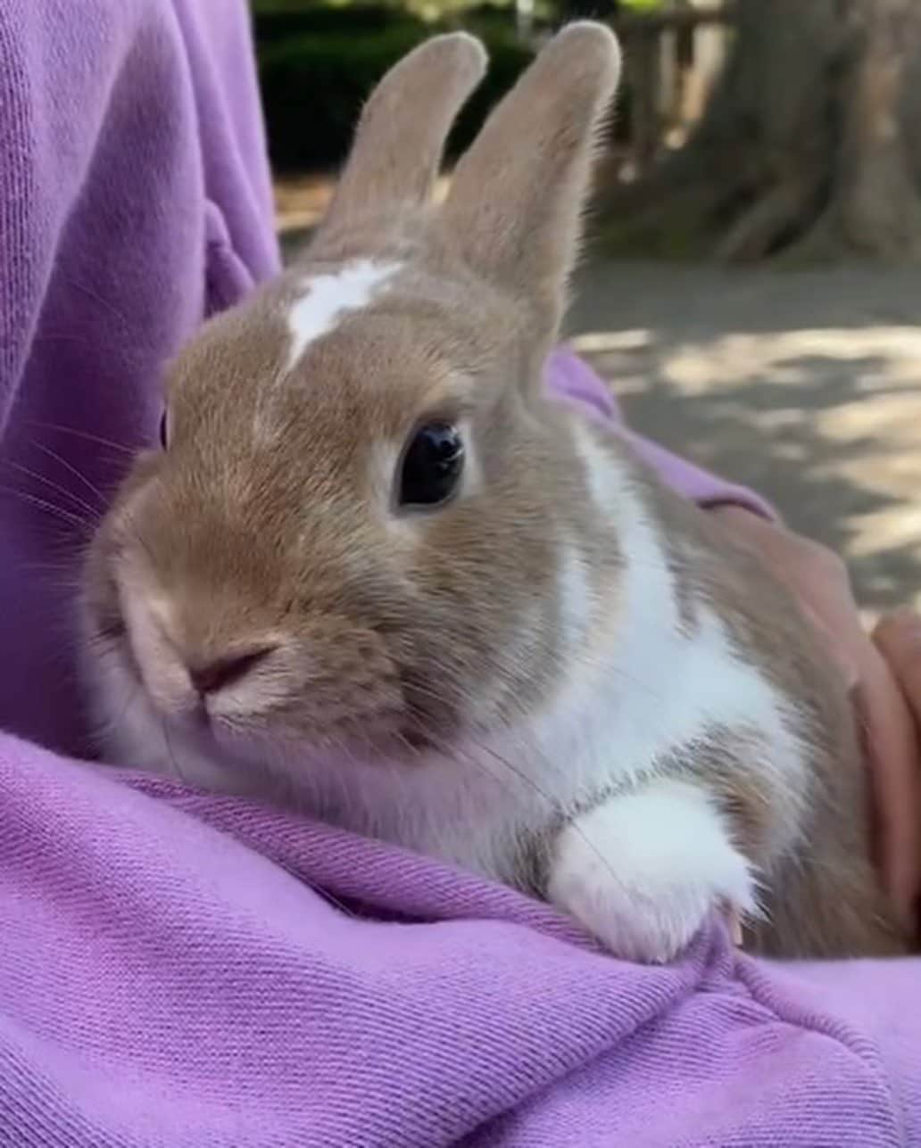 津島衣里さんのインスタグラム写真 - (津島衣里Instagram)「私は31歳、らぶは1歳になりました🐰💕 私とらぶは10/13で誕生日がいっしょ🎂♡♡  #disney #disneysea #Birthday #1013 #らぶ」10月14日 21時54分 - eritsushima_official