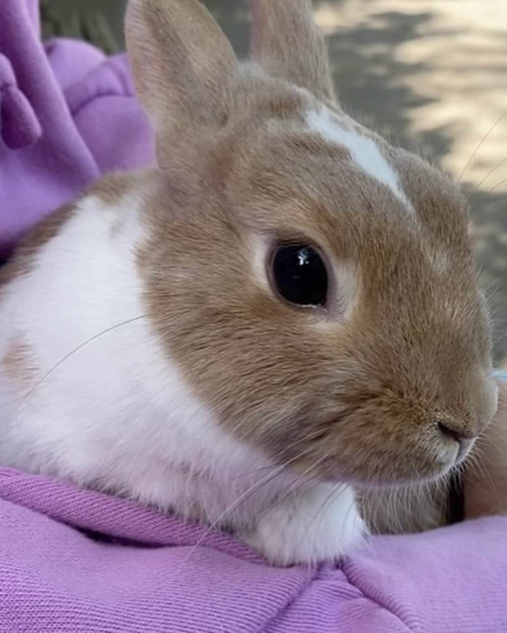 津島衣里さんのインスタグラム写真 - (津島衣里Instagram)「私は31歳、らぶは1歳になりました🐰💕 私とらぶは10/13で誕生日がいっしょ🎂♡♡  #disney #disneysea #Birthday #1013 #らぶ」10月14日 21時54分 - eritsushima_official