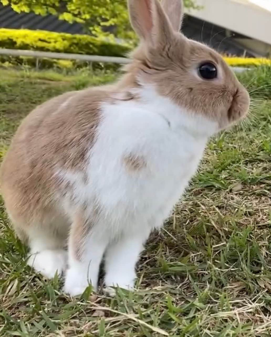 津島衣里さんのインスタグラム写真 - (津島衣里Instagram)「私は31歳、らぶは1歳になりました🐰💕 私とらぶは10/13で誕生日がいっしょ🎂♡♡  #disney #disneysea #Birthday #1013 #らぶ」10月14日 21時54分 - eritsushima_official