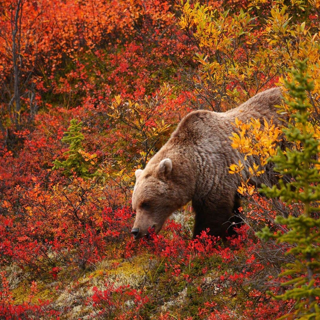 アニマルプラネットのインスタグラム：「Bulking up for winter is a fulltime job. 💪🫐  This #grizzlybear forages at Denali National Park.   #FallVibes #wildlife」