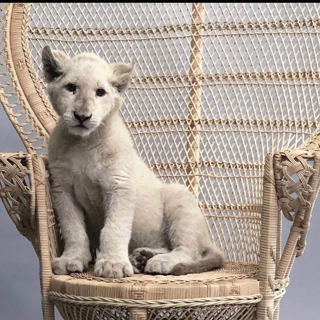 Black Jaguar-White Tiger のインスタグラム：「King David, named in Honor of my Beloved Friend and Partner, King David, one of the most Beautiful Humans that I’ve met, an Israeli, who taught me the most Divine Lesson: That it is never enough to give Thanks, for Gratitude is Eternal. In my Heart, I have always hoped that the Lovely and Pure people of Israel, and the Lovely and Beautiful people of Palestine, Live as one single Family under Heaven. Soon, all of Humanity will learn to Live as a Family…」