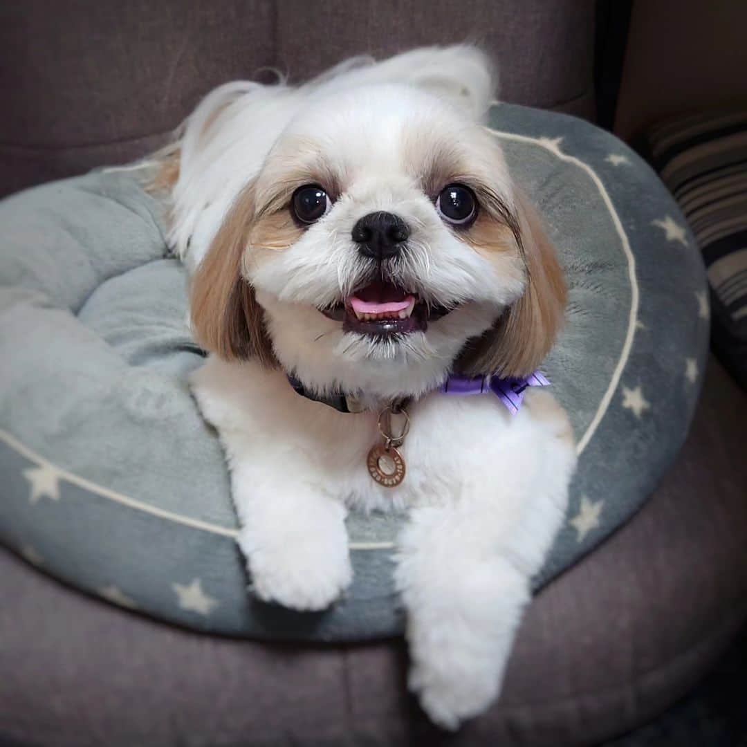 Kukkaのインスタグラム：「さらさらになったよ #シーズー」