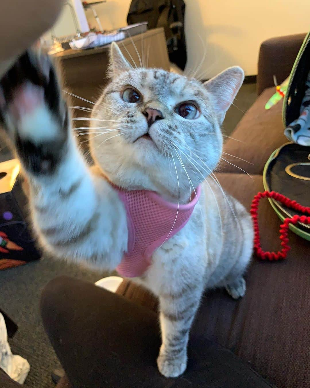 nala_catのインスタグラム：「Hi paw 🐾   #hi #paw #cat #catsofinstagram」