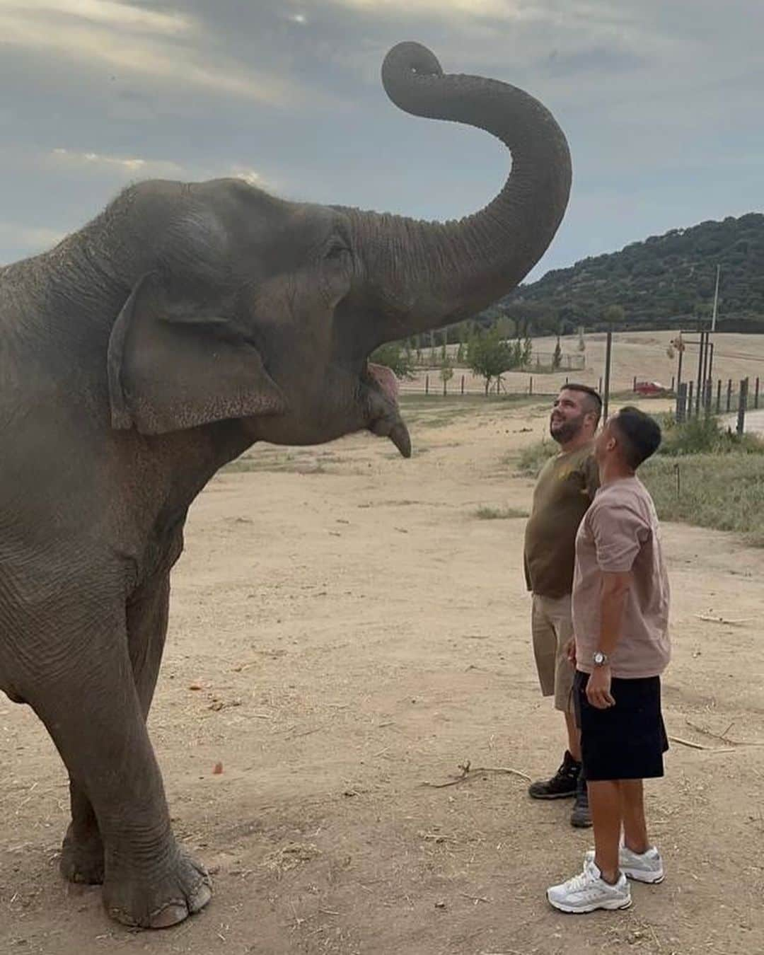 ルーカス・バスケスさんのインスタグラム写真 - (ルーカス・バスケスInstagram)「Experiencia increíble 🐘🦒🐪🐍🦓🦌 @safarimadridoficial」10月14日 22時43分 - lucasvazquez91