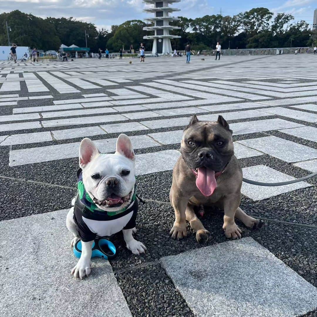 Z李のインスタグラム：「駒沢公園でゼマが友達できた時の。 928ケーニッヒに乗ったアメリカンブリーは世界でゼマしかいないだろうな。」