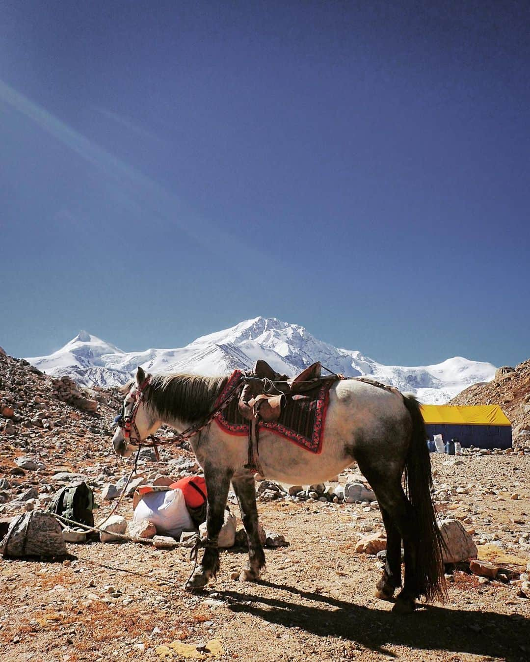 石川直樹のインスタグラム：「For Himalayas⑯ Returned to Japan from #Shishapangma, #Tibet. よく眠れない。夢を見る。 アンナやジーナやテンジェンラマのことを思い出すと涙が出るのは、彼らが死んだからではない。彼ら彼女らが、あのような場所で命を燃やして、存分に生きていたからだ。 . アンナもジーナも、クライマーというよりは、普通の女性だった。アンナは気立の良い、気持ちのよい人だった。英語が得意でない自分にもよく話しかけてくれた。気遣いのできる人だった。 ジーナとはたくさんの山を一緒に登った。動物が好きで、ベースキャンプで屠られるヤギや牛のことをいつも気にかけていた。話をすると、必ず何かひとつ褒めてくれた。優しい人だった。 テンジェンラマは、恐ろしく強かった。彼はネパールの宝と言ってもいい。あの高さで、ロープをビンビンに張りながら、人を引っ張れるシェルパはなかなかいない。そして、ルート選びに迷いがなかった。彼が本気で登っている姿を間近に見れたのは僥倖だ。 . みんな真剣に生きていた。高いレベルで命の炎を燃やしていた。誰も悪くない。あんなに必死で生きて、そして頂上を目前にして、消えた。 . シシャパンマで起こったことに関しては、あらためてきちんと書こうと思う。いくつものトピックが重層的に絡み合い、様々な出来事を暗示していた。報道では伝わらないことが山ほどある。 . 自分は帰国した。が、シシャパンマには必ず戻る。それまでのあいだ、日本で自分ができることを粛々と進めるまでだ。」