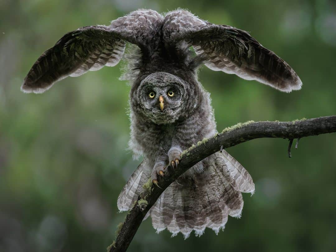CANON USAのインスタグラム：「Photo by @sylerpr: "A great grey owl fledgling stretches her wings in preparation for flight." #ShotOnCanon🦉   📸 #Canon EOS R5 Lens: RF600mm F4 L IS USM」