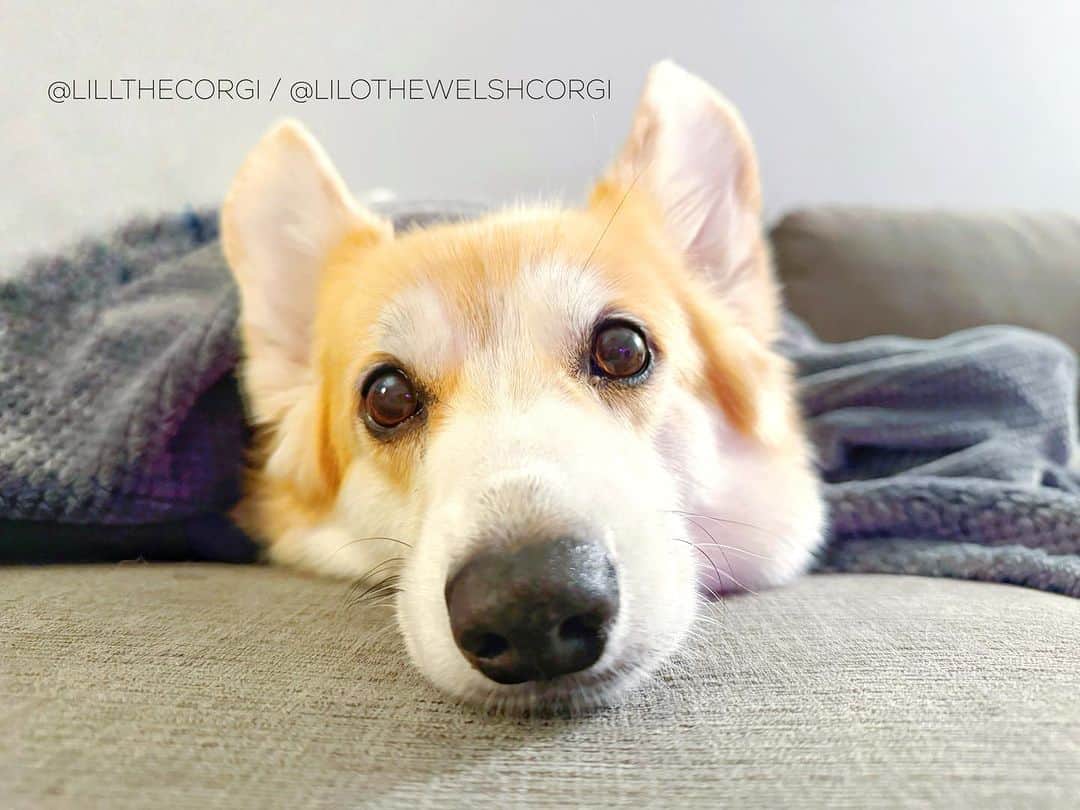 Liloのインスタグラム：「Ready to start the weekend with some snugs and morning boops! Who’s excited for the weekend? 🐕✨ #WeekendJoy #Corgi #BoopThereItIs」