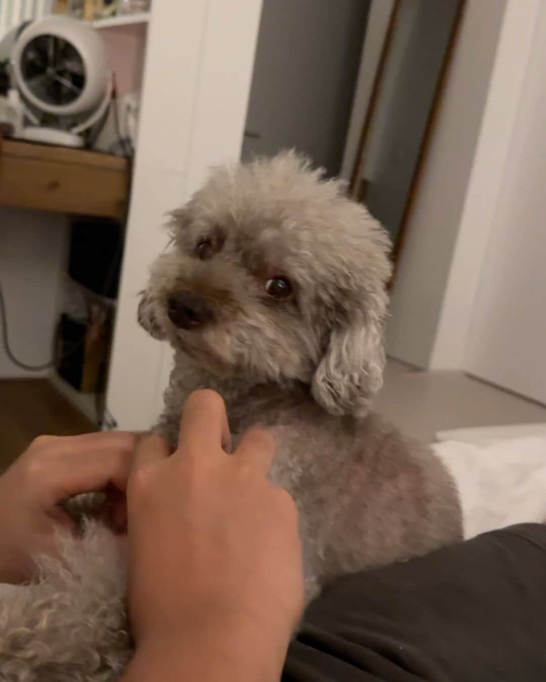 キム・ジュニのインスタグラム：「바부탱이 모카😭 엄마 아빠 나간사이 엄마 옷방에 들어갔다가 문이 닫혀서 못나오고 문을 긁다가 발바닥 온통 피투성이가 되구 문짝은 다 물어뜯고 토 왕창해놓고 정말 너무너무 불쌍해서 어떡해요 ㅠㅠ 페인트된 합판 문짝을 다 뜯어 먹었는데 괜찮을까요 ㅠㅠ 다행히 토를 해서 먹은건 다 토한거 같긴한데 안좋은 성분일거 같아서 걱정이에여 ㅠㅠ 괜찮겠죠…😭」