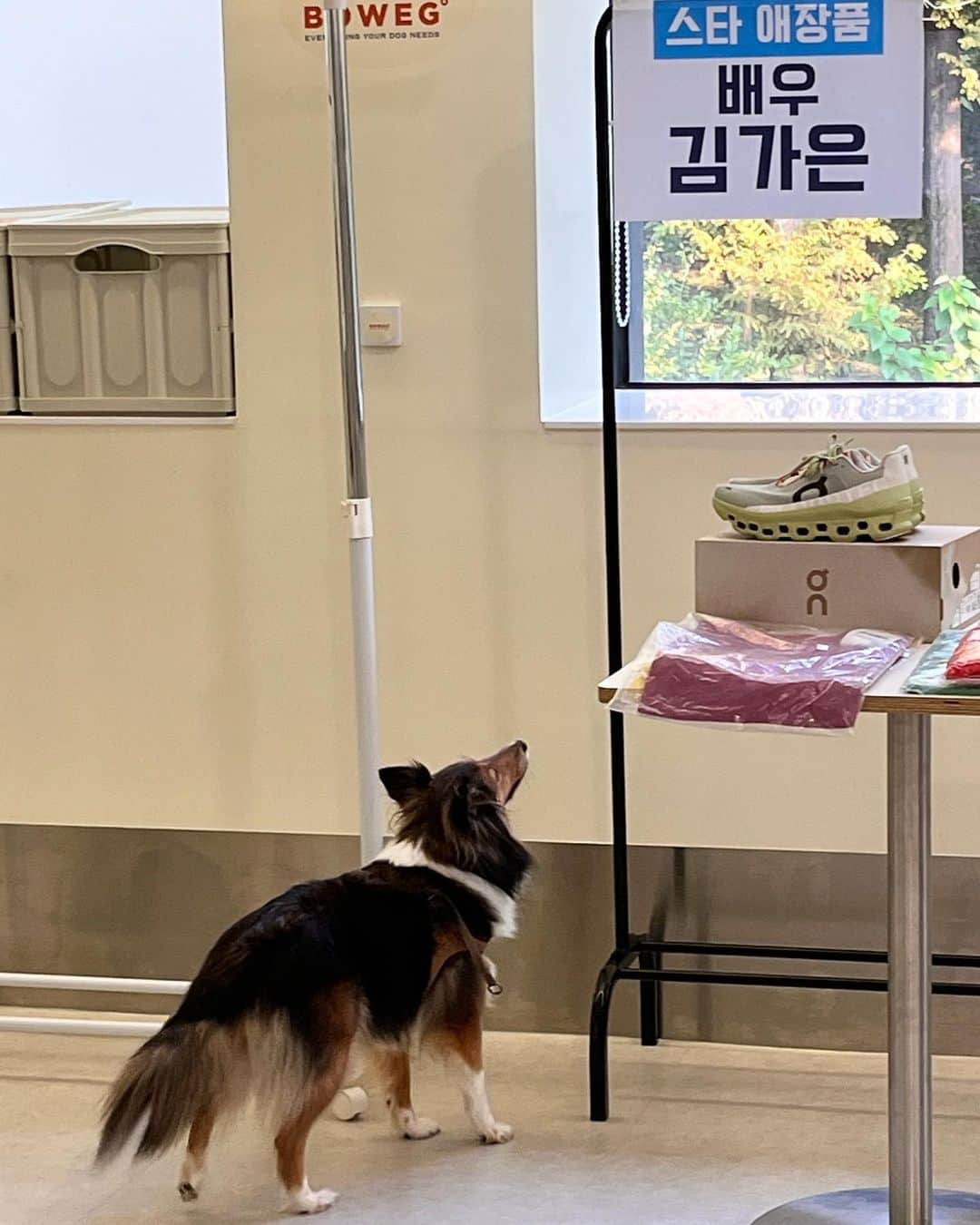 キム・ガウンさんのインスタグラム写真 - (キム・ガウンInstagram)「오늘요약🐶 @boweg_official 에서 열린 @ansunganimalcare 바자회 🫶🏻 항상 좋은일 함께하는 쩡이랑 💕 오늘 따라다니느라 고생한 래리,심바  고생했어 다 너네꺼 산거야^^^^^^ #안성평강보호소 에 많은 친구들이 가족을 기다려요 많은 관심 부탁드려요 :)🙏 #사지말고입양하세요」10月14日 23時14分 - ggani8918