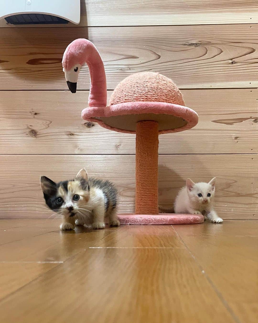 maimocotoのインスタグラム：「『はじめまちて』 たった今到着の姉弟Babies👶👶 茨城のゴミ捨て場に遺棄されていたそうです。。😢保護していただけてよかった。 うちに来たからには必ず幸せにしますよ♪ まだ、400g台の生後4週間ほど🍼 welcome milkを飲んでもらいました❤︎  姉妹が来ると聞いていたけど白い子は男の子でした✨そして、白猫かと思っていたら尻尾と左耳の後ろだけベージュだよ。なんてオシャレなのかしら👢そして、可愛すぎるね❤︎ 2人のお名前は保護猫ナンバー162.163なので数字から #リッカとムサシ です♪よろしくね🦩  いただいたパウチ、ムース、ミルク大切にいただきます🙇‍♀️ ＊ ＊ #東京近郊で里親さん募集予定 #ロイカナムース送ってくれた友達連絡ちょうだい！」