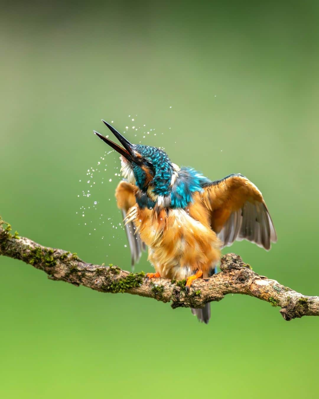 Canon UKのインスタグラム：「Shake it off!  To find out more about how to get started in bird photography, check out our 'Get Inspired' article. Link in bio  📷 by @danknightphotos   Camera: Canon 1DX Mk II Lens: EF 500mm f/4L IS II USM Shutter Speed: 1/8000, Aperture: f/4, ISO 4000  #canonuk #mycanon #canon_photography」