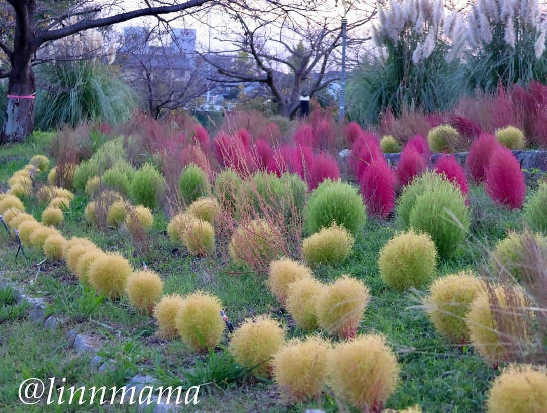 linnmamaさんのインスタグラム写真 - (linnmamaInstagram)「コキア🌳定点観測〜①②③赤🔴黄🟡緑🟢の3色の不思議な夕景〜こんなの初めて見ました😊 ＊ ＊ ＊ #柴犬#dog #柴犬凜の勇気凜々every day  #多頭飼い  #shibastagram #my_eos_photo  #eosr6#eosr10 #ドッグフォトグラファーズ #iphone12#iphone12promax  #夕方散歩 #花活 #写活 #コキア#戸田川緑地」10月15日 0時44分 - linnmama