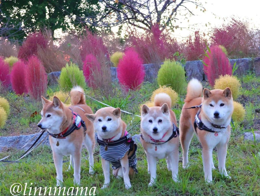 linnmamaのインスタグラム：「コキア🌳定点観測〜①②③赤🔴黄🟡緑🟢の3色の不思議な夕景〜こんなの初めて見ました😊 ＊ ＊ ＊ #柴犬#dog #柴犬凜の勇気凜々every day  #多頭飼い  #shibastagram #my_eos_photo  #eosr6#eosr10 #ドッグフォトグラファーズ #iphone12#iphone12promax  #夕方散歩 #花活 #写活 #コキア#戸田川緑地」