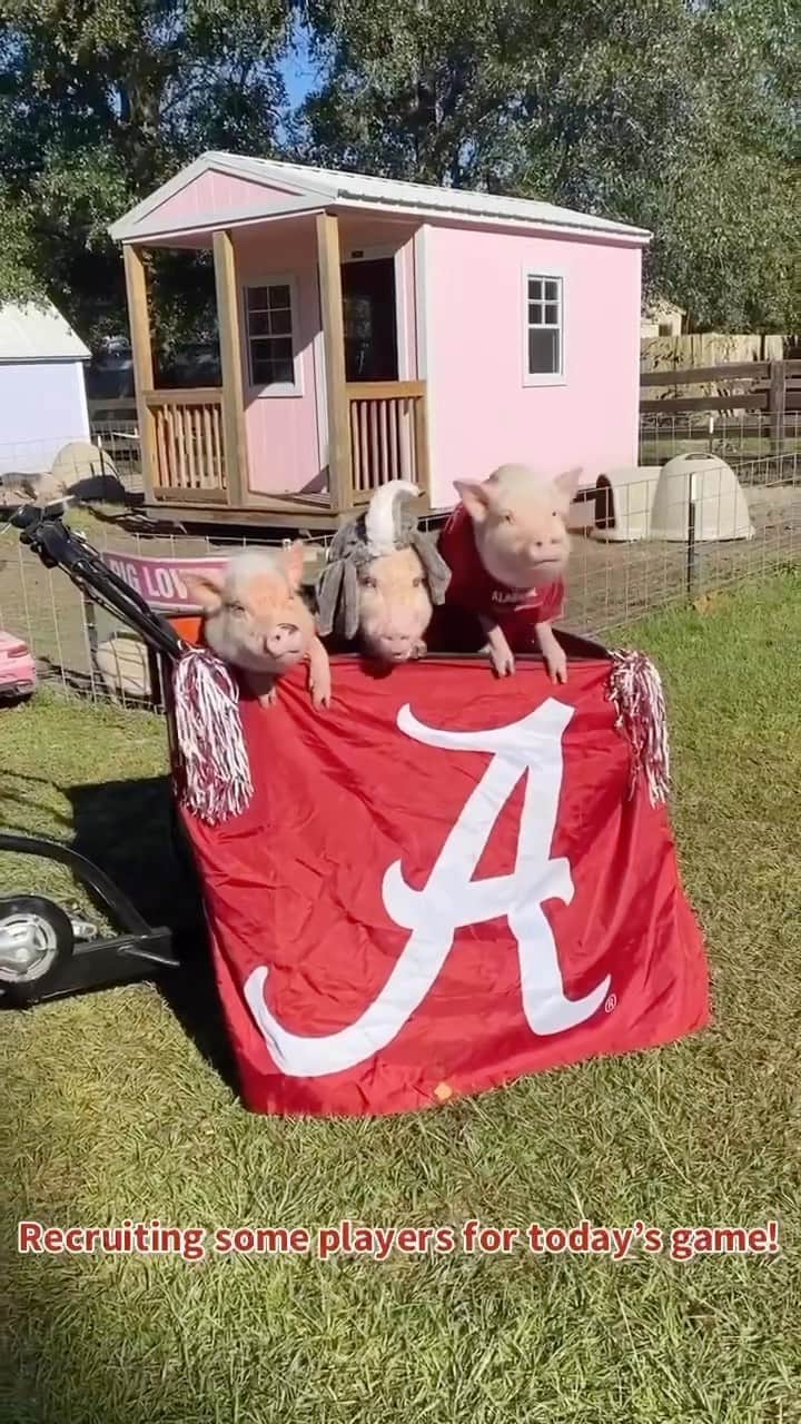 Priscilla and Poppletonのインスタグラム：「It’s Game Day! Silly Pop does not want to lose to those Arkansas Razorback piggies🐗, so he’s recruiting some more piggies from @prissyandpops_helpinghooves to our side. I think you’ve got a pretty good team there Pop. Posey and I will be cheering y’all on. Any Arkansas piggies out there ready to take us on? ROLL TIDE!🐷🅰️🐘 #RollTide #AlabamavsArkansas #GoBama #PrissyandPop」
