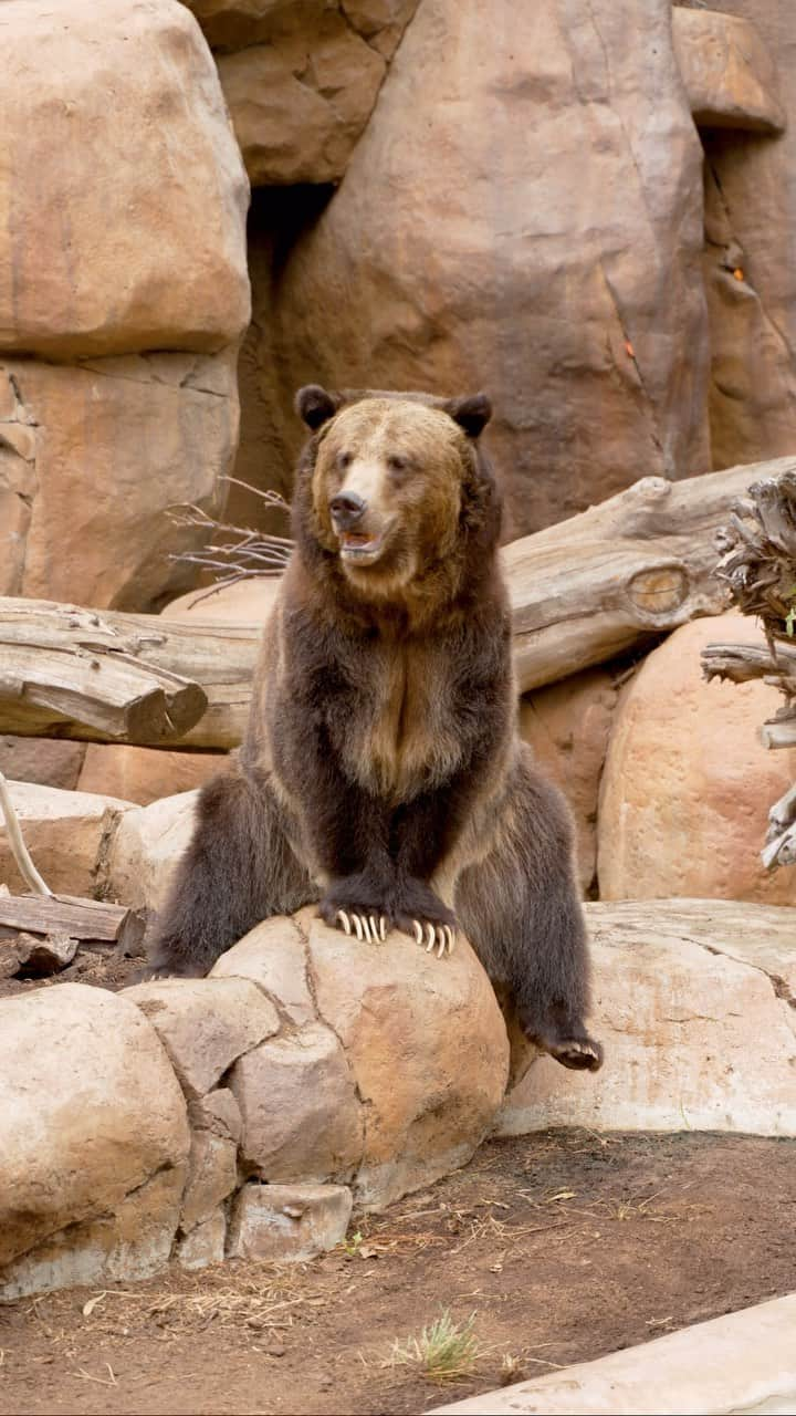 San Diego Zooのインスタグラム：「Wildlife care requires colla-bear-ation  For wildlife, nature is always giving cues to what is going to happen next, whether it be a seasonal, weather, or food source change. In order for our grizzly boys to participate in these natural changes, Wildlife Care Specialists created a unique week-long experience in which the bears received various cues, such as deer scents, antlers, and hay, allowing them to use their natural instincts and predict what might be coming next.   #GrizzlyBear #GrizzlyBoys #Deer #Experience #SanDiegoZoo」