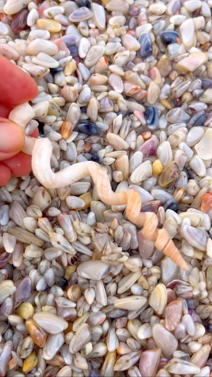 Earth Picsのインスタグラム：「@followmetolongboatkey -  Coquinas play an important role in coastal ecosystems by helping to filter water and recycle nutrients. They are also a food source for various predators, including birds, fish, and other marine creatures.   🎥 @followmetolongboatkey  📍 Florida USA」
