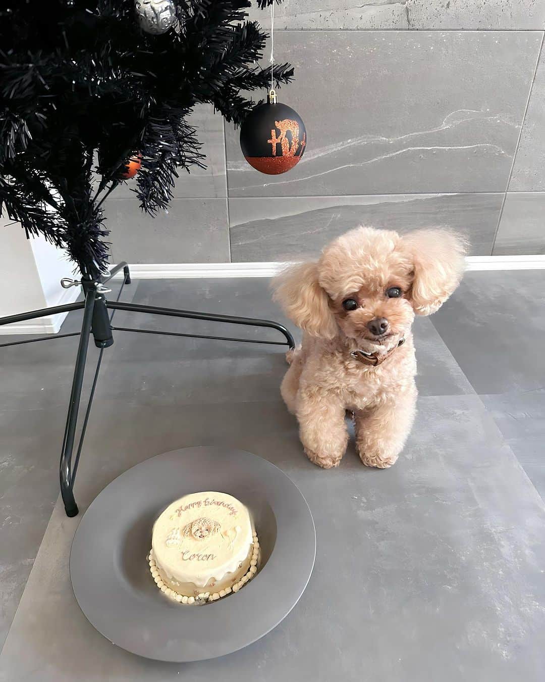 のインスタグラム：「CORON🐶  Happybirthday 💛💛💛 11さいになりました✨ いつもかわいいころん🐶 ツンデレで愛しい愛犬ですん💛  今年のケーキは  @mana_and_more  でフルオーダーしました💛 可愛く作っていただいて大満足😍  ワンズのお誕生日はケーキを用意するんだけどその度にケーキ屋さん探すのが楽しい🐶💛  #愛犬お誕生日 #トイプードル #犬用ケーキ」