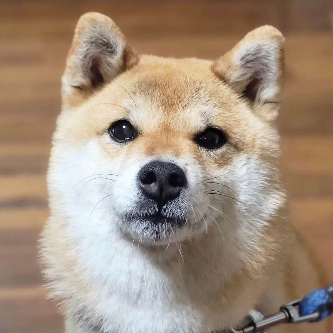 柴犬たま Shibainu Tamaさんのインスタグラム写真 - (柴犬たま Shibainu TamaInstagram)「たまさん、まだまだ若々しいです😊 ⠀ Caption trans🇬🇧⠀ Tama is youthful😊 ⠀ #柴犬たま #たママ #たまーば #笑顔 #美魔女 #たま10歳 #柴犬 #shiba #shibainu #shibastagram #犬 #dog」10月15日 12時34分 - tama7653