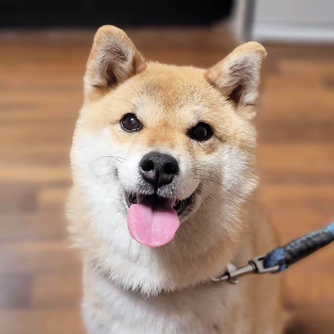 柴犬たま Shibainu Tamaのインスタグラム：「たまさん、まだまだ若々しいです😊 ⠀ Caption trans🇬🇧⠀ Tama is youthful😊 ⠀ #柴犬たま #たママ #たまーば #笑顔 #美魔女 #たま10歳 #柴犬 #shiba #shibainu #shibastagram #犬 #dog」