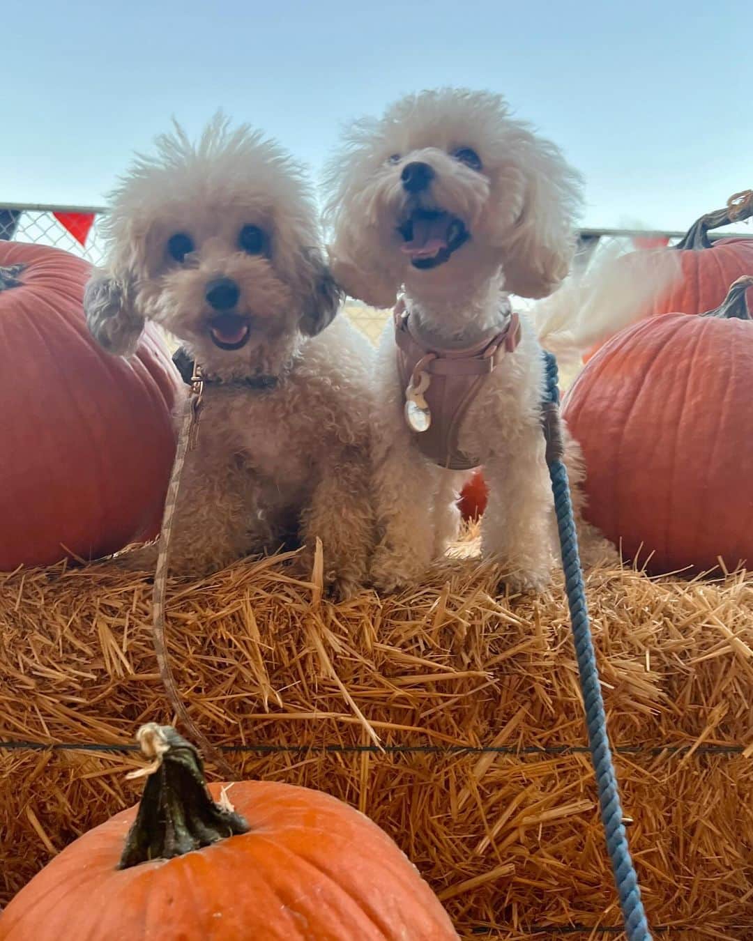 エミリー・シアーズさんのインスタグラム写真 - (エミリー・シアーズInstagram)「Pumpkin patch puppy date with @stevie_bugs @davethepuppydog and auntie @ashalexiss 🐶🎃🧡👻🍂 #timelinecleanse #fall #pumpkinpatch #puppy #dogmom」10月15日 12時35分 - emilysears