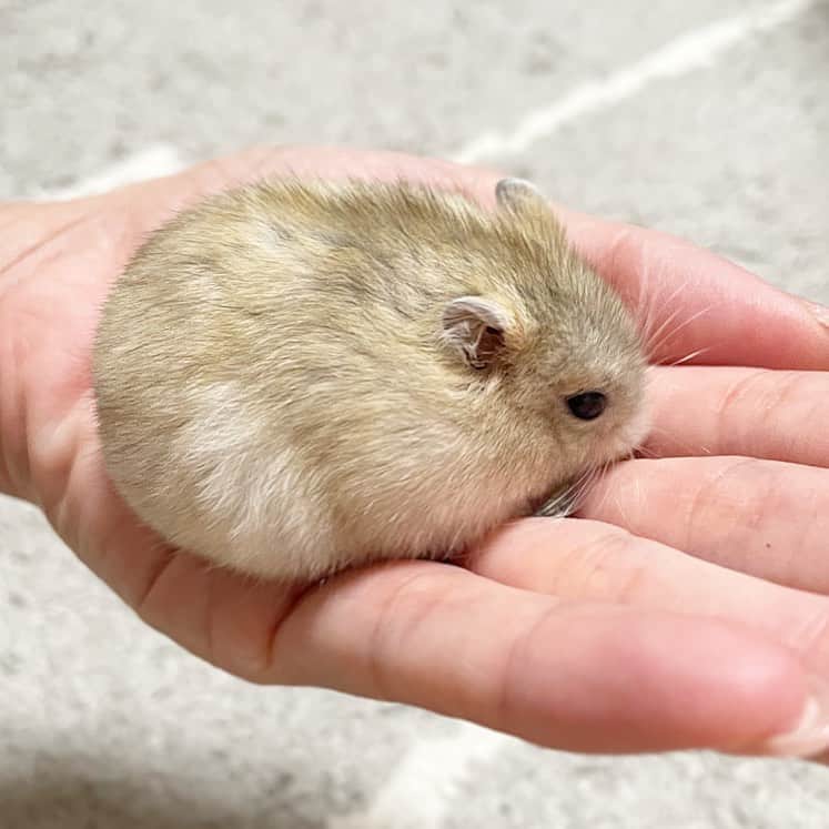 のインスタグラム：「成長早い〜😂🙌🏼🐹  ゆずちゃんあと4日で生後2ヶ月🍊 もうこんなに大きくなったよ😳💦 これはビッグな女の子になりそうだ😂  2023.10.14 ✼••┈┈••✼••┈┈••✼••┈┈••✼••┈┈••✼  #ハムスターゆず#ハムスター#ジャンガリアンハムスター#ジャンガリアン#ジャンガリアンプディング#プディングジャンガリアン#イエロージャンガリアン#ふわもこ部 #モフモフ#ペット#親バカ部 #hamster#djungarian#hamstagram#hammy#happy_pets#PET_OF_OUR_WORLD#igersjp#ig_japan#instapet#weeklyfluff#kawaii#cute#仓鼠#정글리안#햄스터」