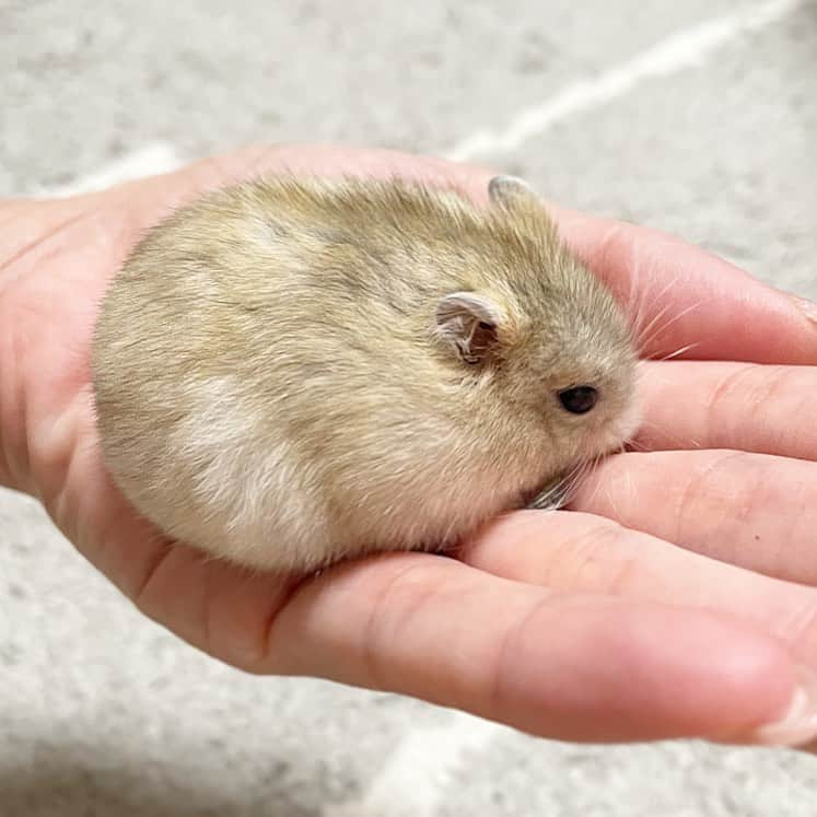 hamster_mocoのインスタグラム：「成長早い〜😂🙌🏼🐹  ゆずちゃんあと4日で生後2ヶ月🍊 もうこんなに大きくなったよ😳💦 これはビッグな女の子になりそうだ😂  2023.10.14 ✼••┈┈••✼••┈┈••✼••┈┈••✼••┈┈••✼  #ハムスターゆず#ハムスター#ジャンガリアンハムスター#ジャンガリアン#ジャンガリアンプディング#プディングジャンガリアン#イエロージャンガリアン#ふわもこ部 #モフモフ#ペット#親バカ部 #hamster#djungarian#hamstagram#hammy#happy_pets#PET_OF_OUR_WORLD#igersjp#ig_japan#instapet#weeklyfluff#kawaii#cute#仓鼠#정글리안#햄스터」