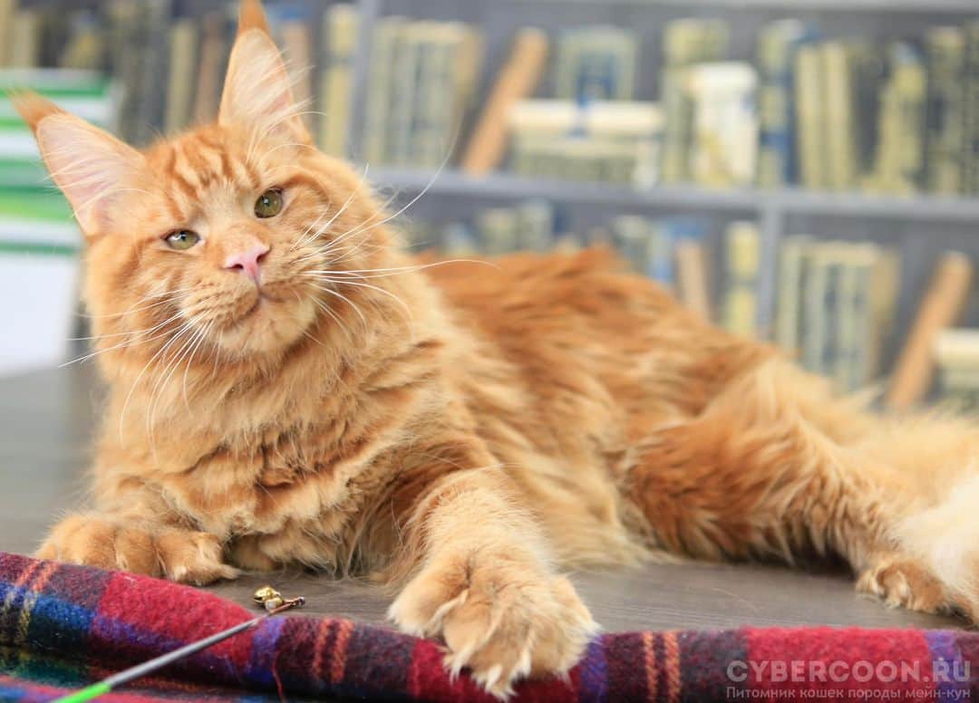 МейнКун MaineCoon Питомникのインスタグラム：「Шикарный парень ✨」