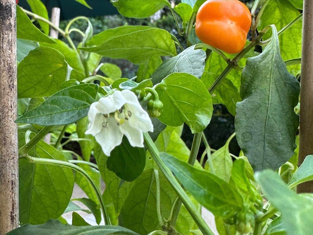 栗原はるみさんのインスタグラム写真 - (栗原はるみInstagram)「みなさんおはようございます。 今朝は雨が降っていて寒い朝です。 昨日はお天気がよかったので庭の手入れが出来ました。水鉢に映った景色がきれい！　今、写したばかりの雨の中の水鉢。セージもまだまだきれいに咲いて。オレンジ色の鈴なりパプリカもたくさん育っています。そろそろ食べ頃かもしれません。側にはかわいい白い花が！ 仲良しの友達の愛犬ネムが遊びに来てくれました。なぜか私にとっても懐いています。 昨夜はたくさんの試作と料理をつくりました。みんなで一緒に食べながらまたまた楽しい時間を過ごしました。 鯛めしの出汁の分量、牛肉の味噌漬けの味の確認、ドレッシングの味、じゃがいものグラタンなど。しっかり分量を出さないとみなさんがもし上手に作れなかったら私は残念な気持ちになります。 みなさん今日も楽しい一日を過ごしてね〜。 私は今から原稿のチェックと片付けをします。 #栗原はるみ  #kuriharaharumi  玲児さんにはジャガイモのグラタンと鯛めしを。」10月15日 6時57分 - harumi_gram