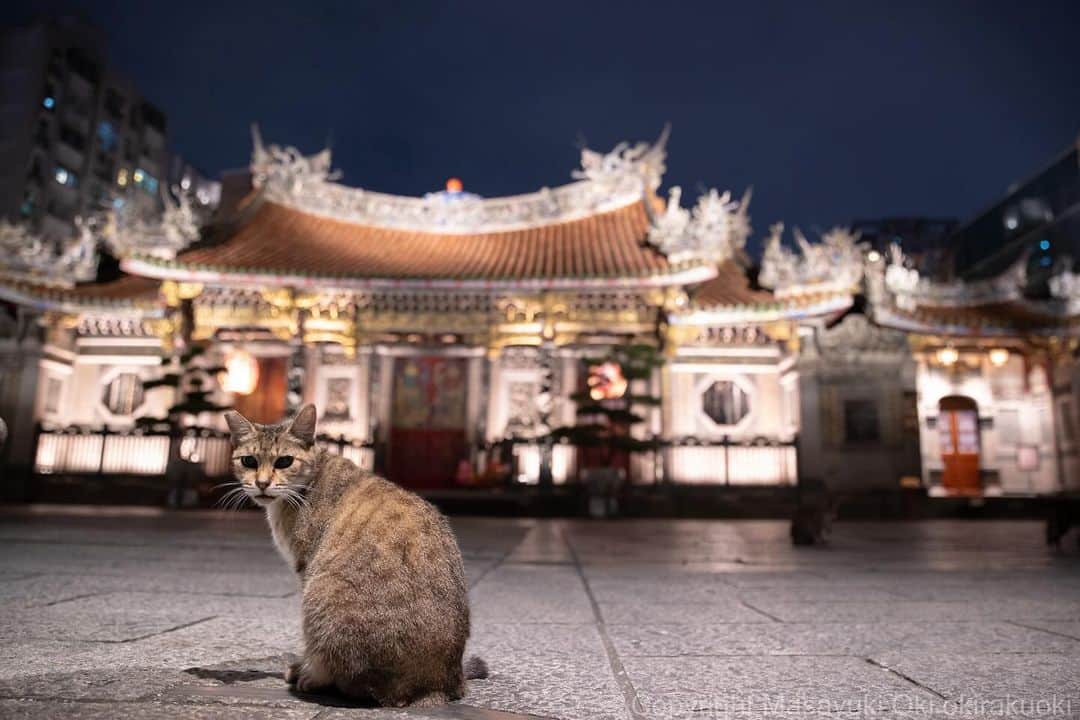 のインスタグラム：「台湾の夜。  【最後一天】 大家好，我是來自日本貓咪寫真家 沖昌之。  我預計會參加10月12日起在台北展昭世界貓咪博覽會的展出。 我也預定會在10月14、15日出席會場活動。 會場中也會放置沖昌之日本版名片，歡迎來場的朋友索取收藏。 （對不起。只剩下一點點了。）  非常期待在會場中與台灣的粉絲們見面。 當然也非常期待能拍攝到許多台灣的貓咪們。 謝謝大家，非常感謝！  日本貓咪寫真家 沖昌之(Masayuki Oki)  🐈展昭世界貓咪博覽會  展覽日期 日期：2023/10/12(四) - 10/15(日) 時間：AM10:00 ~ PM6:00  展覽地點 台北南港展覽館1館(1樓) 地址：台北市南港區經貿二路1號  現場購票 可於展覽現場，購票入場。 全票 NT$200/張  #cat #ねこ #猫 #夜にゃん」