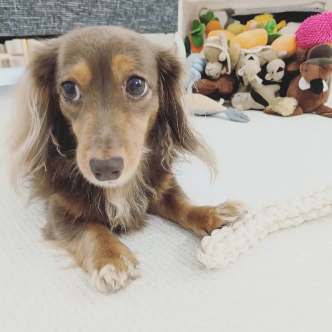 くるみんのインスタグラム：「* キュン💞 * #カニンヘンダックスフント #カニンヘンダックス多頭飼い #カニンヘンダックスの日常 #カニンヘンダックス #カニンヘン #カニンヘンチョコタン #カニンヘンダックスチョコタン #カニンヘンの会 #カニンヘンダックスフンド #チョコタンダックスフント #チョコタンダックスフンド #チョコタンダックス #チョコタン #ダックス多頭飼い #ダックスフントカニンヘン #ダックスフント #ダックスフンドチョコタン #ダックスフンドカニンヘン #ダックス部 #ダックス #ダックスフンド #ダックスの日常 #ダックス短足部 #いぬバカ部 #いぬすたぐらむ #短足部 #dachshund #dachs #dogstagram #dog」