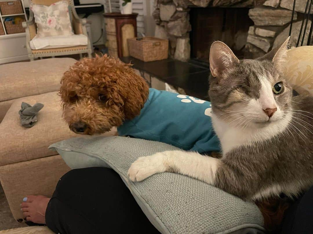 コンスタンス・マリーのインスタグラム：「The look she gives, when she knows the cat,,, is in charge…. She’s got company whether she likes it or not. 🤣  #Caturday #Saturday  #saturdayvibes  #Cat ##Dog #Love」