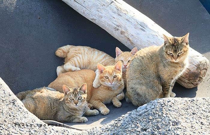 五十嵐健太のインスタグラム：「おはようございます 今日はソラマチ郵政博物館のもふあつめ展最終日です 17時までなのでお気をつけください #猫　#cat #もふあつめ展　#もふあつめ展に参加希望」