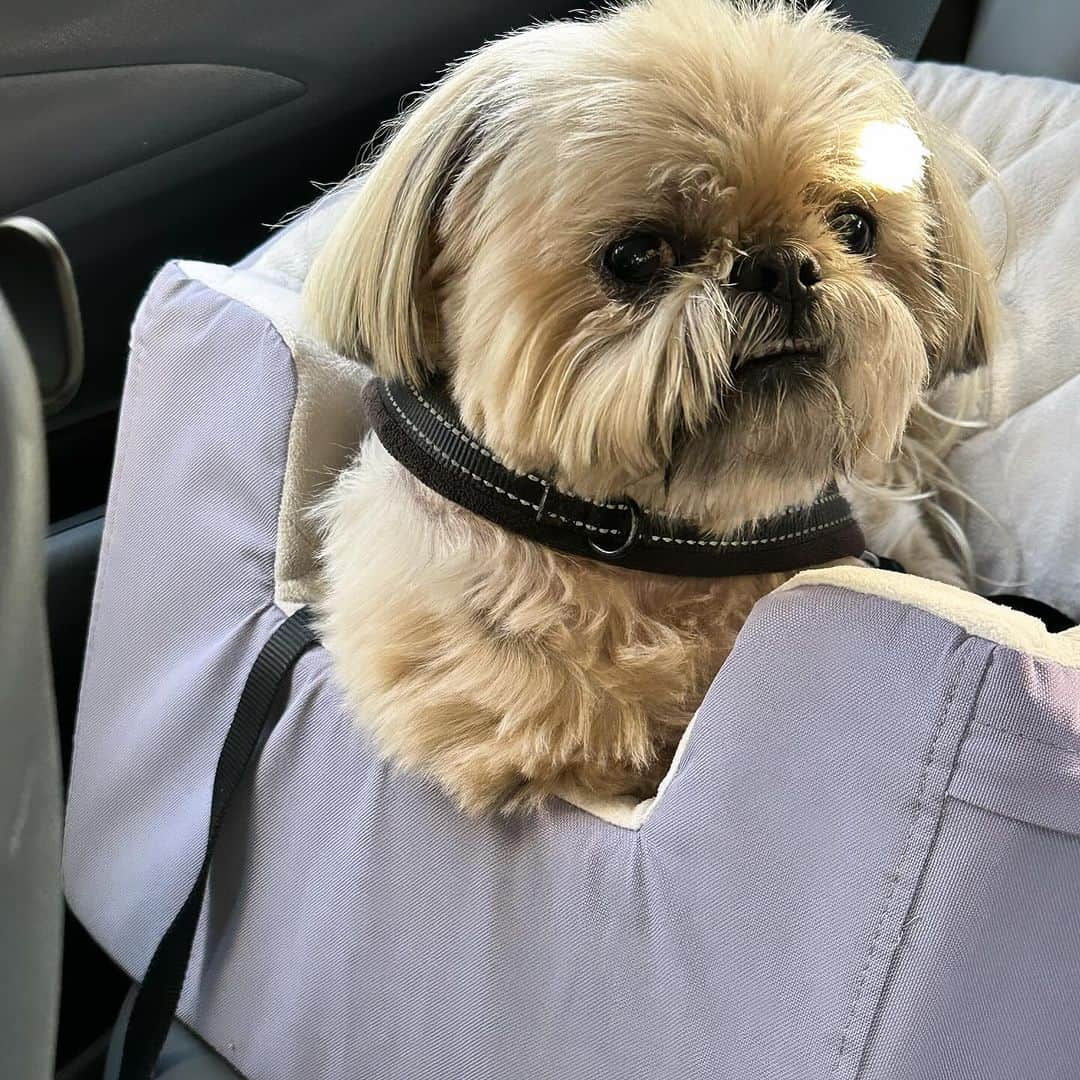 Dougie the Shih Tzuのインスタグラム：「Did the Huskies win?」